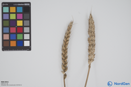 Click for 3 image(s) for this accession. SPIKE