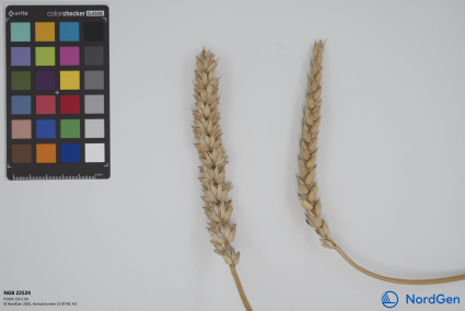 Click for 2 image(s) for this accession. SPIKE