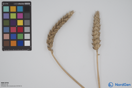 Click for 3 image(s) for this accession. SPIKE