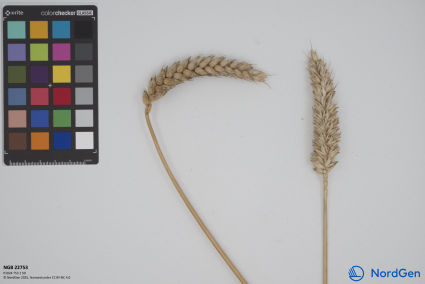 Click for 4 image(s) for this accession. SPIKE