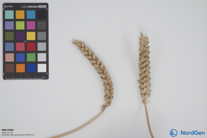 Click for 2 image(s) for this accession. SPIKE