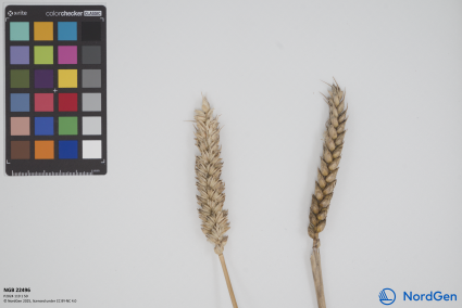 Click for 2 image(s) for this accession. SPIKE