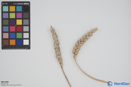 Click for 2 image(s) for this accession. SPIKE