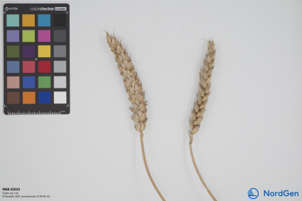 Click for 2 image(s) for this accession. SPIKE