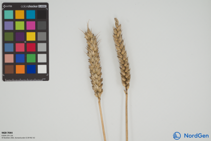 Click for 1 image(s) for this accession. SPIKE