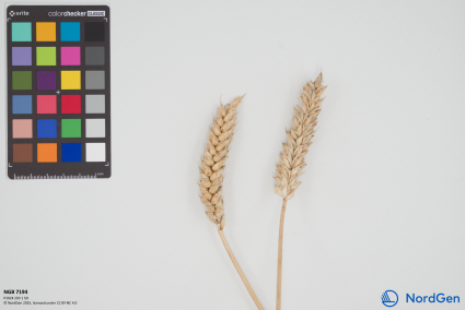 Click for 1 image(s) for this accession. SPIKE