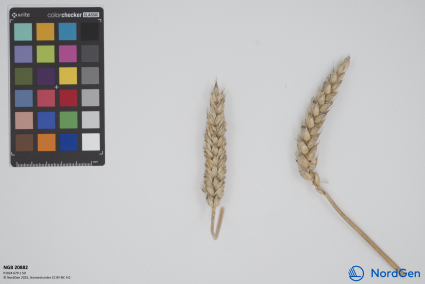 Click for 1 image(s) for this accession. SPIKE