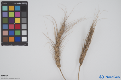 Click for 3 image(s) for this accession. SPIKE