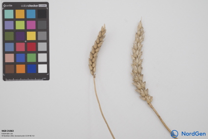 Click for 2 image(s) for this accession. SPIKE