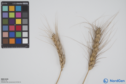 Click for 3 image(s) for this accession. SPIKE