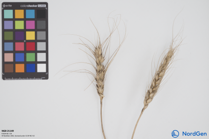 Click for 3 image(s) for this accession. SPIKE