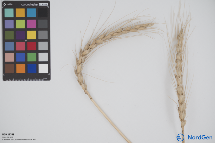 Click for 2 image(s) for this accession. SPIKE