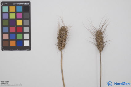 Click for 4 image(s) for this accession. SPIKE