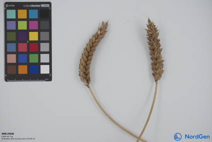 Click for 1 image(s) for this accession. SPIKE