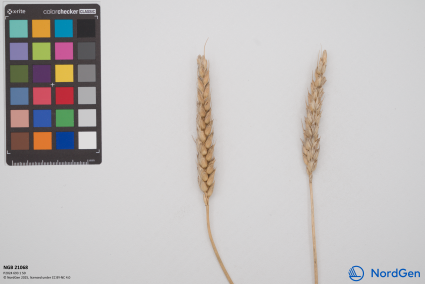 Click for 2 image(s) for this accession. SPIKE