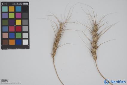 Click for 3 image(s) for this accession. SPIKE