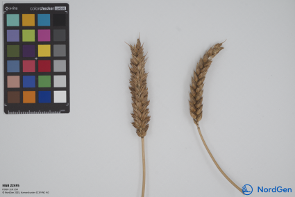 Click for 1 image(s) for this accession. SPIKE