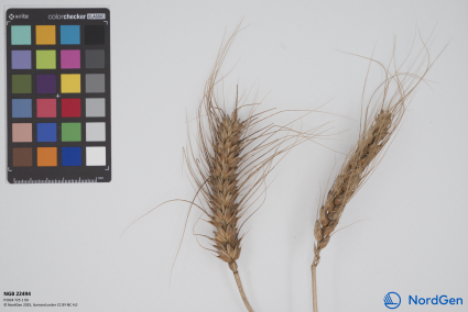 Click for 2 image(s) for this accession. SPIKE