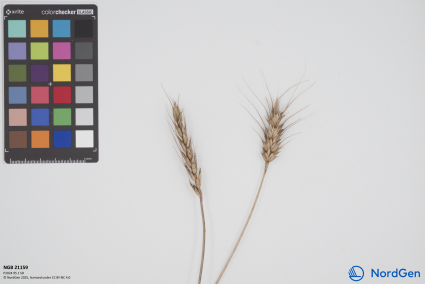 Click for 3 image(s) for this accession. SPIKE