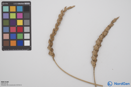 Click for 10 image(s) for this accession. SPIKE