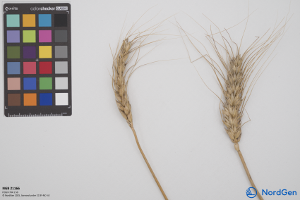 Click for 3 image(s) for this accession. SPIKE