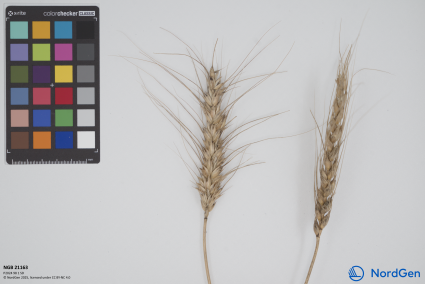 Click for 3 image(s) for this accession. SPIKE