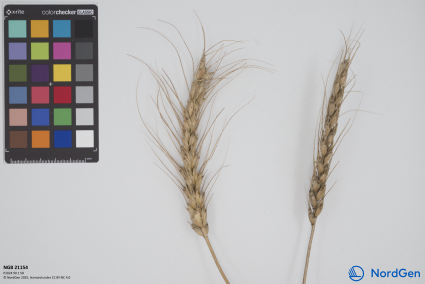 Click for 3 image(s) for this accession. SPIKE