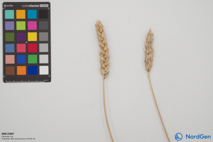 Click for 3 image(s) for this accession. SPIKE