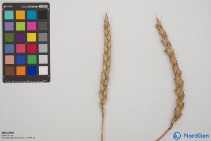 Click for 4 image(s) for this accession. SPIKE