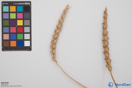 Click for 3 image(s) for this accession. SPIKE