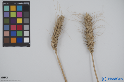 Click for 2 image(s) for this accession. SPIKE