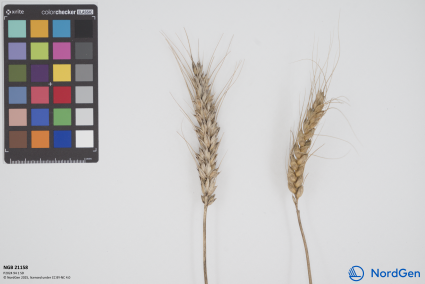 Click for 7 image(s) for this accession. SPIKE