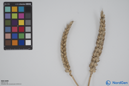 Click for 2 image(s) for this accession. SPIKE