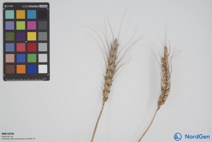 Click for 2 image(s) for this accession. SPIKE