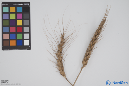 Click for 3 image(s) for this accession. SPIKE