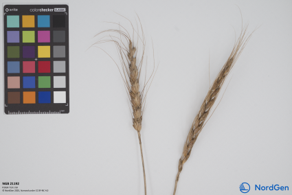 Click for 3 image(s) for this accession. SPIKE