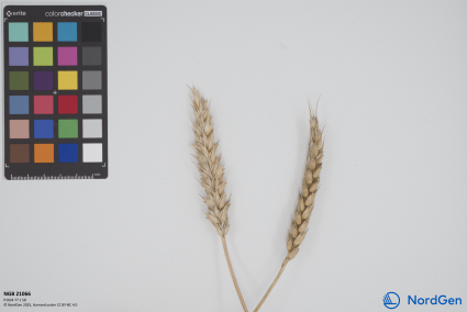 Click for 1 image(s) for this accession. SPIKE