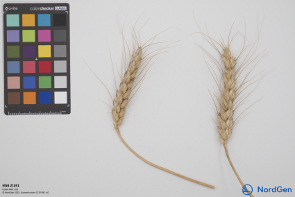 Click for 1 image(s) for this accession. SPIKE