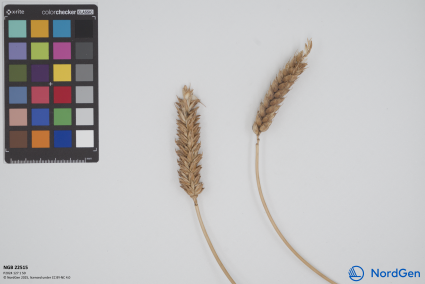 Click for 2 image(s) for this accession. SPIKE