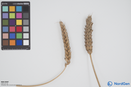 Click for 2 image(s) for this accession. SPIKE