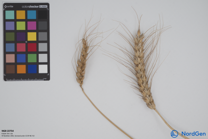 Click for 2 image(s) for this accession. SPIKE