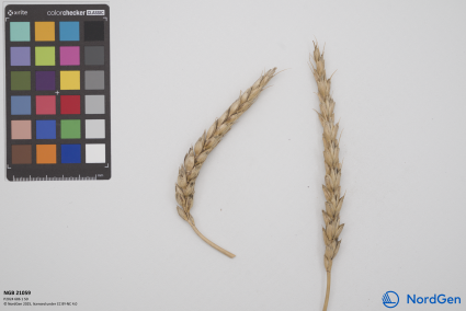 Click for 3 image(s) for this accession. SPIKE