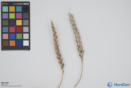 Click for 1 image(s) for this accession. SPIKE