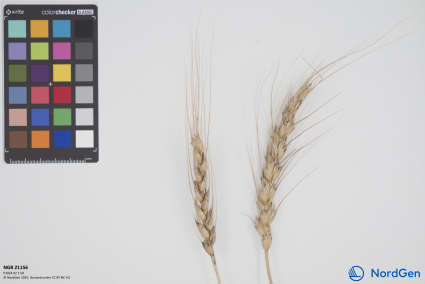 Click for 3 image(s) for this accession. SPIKE