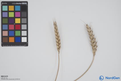 Click for 3 image(s) for this accession. SPIKE