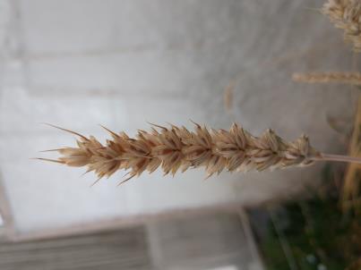 column SPIKE