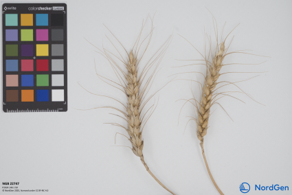 Click for 2 image(s) for this accession. SPIKE