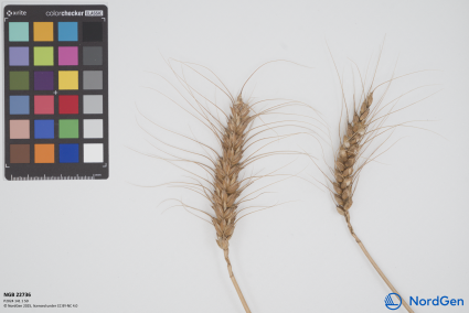 Click for 2 image(s) for this accession. SPIKE