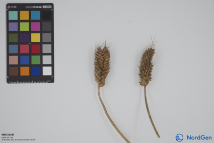 Click for 3 image(s) for this accession. SPIKE