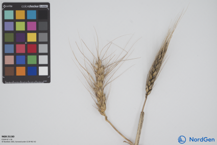 Click for 3 image(s) for this accession. SPIKE